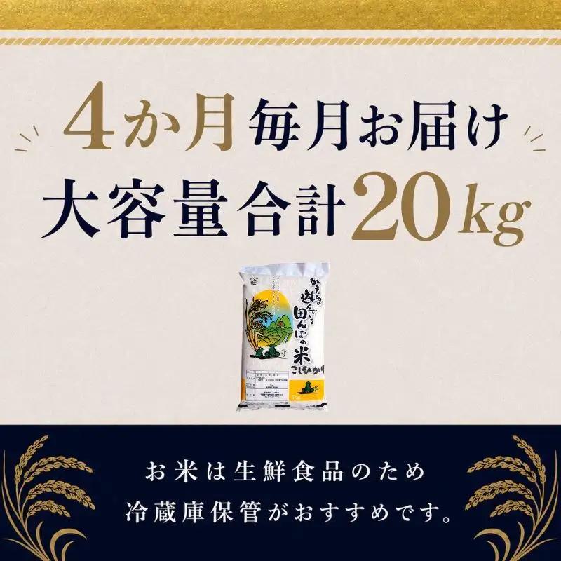 コシヒカリ 無洗米 令和7年産 千葉県産 コシヒカリ【5kg】【定期便4ヶ月】