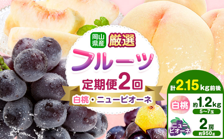 【先行予約】岡山県産 厳選 フルーツ 定期便 2回 白桃 ニューピオーネ 計2.15kg前後 株式会社藍《2026年7月上旬-9月末頃出荷》 岡山県 浅口市 岡山県産 白桃 桃 ニューピオーネ 種無し 旬 フルーツ 果物 くだもの 送料無料 【配送不可地域あり】---124_c1990_7a9m_25_31000_jul2_tei---