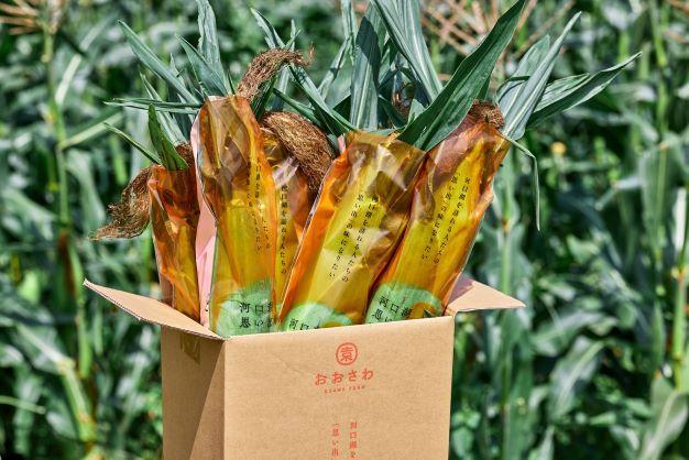 とうもろこし 【2026年7月中旬より順次発送】恵味ゴールド 一流リゾートホテル御用達 糖度１８度超え とうもろこし 富士恵味プレミアム ６本【先行受付・数量限定】 スイートコーン