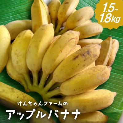 ふるさと納税 本部町 【2025年7〜12月発送予定】けんちゃんファームのアップルバナナ1.5kg〜1.8kg