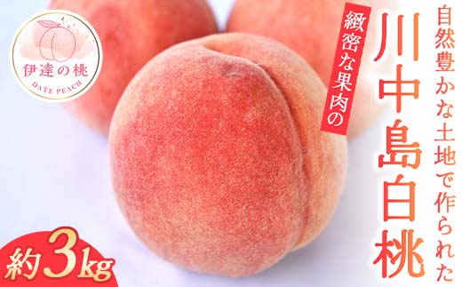 【2026年出荷分先行予約】福島県産 川中島白桃 約3kg 玉数はおまかせ はこざきフルーツ 伊達の桃 桃 フルーツ 果物 もも モモ momo F21C-430