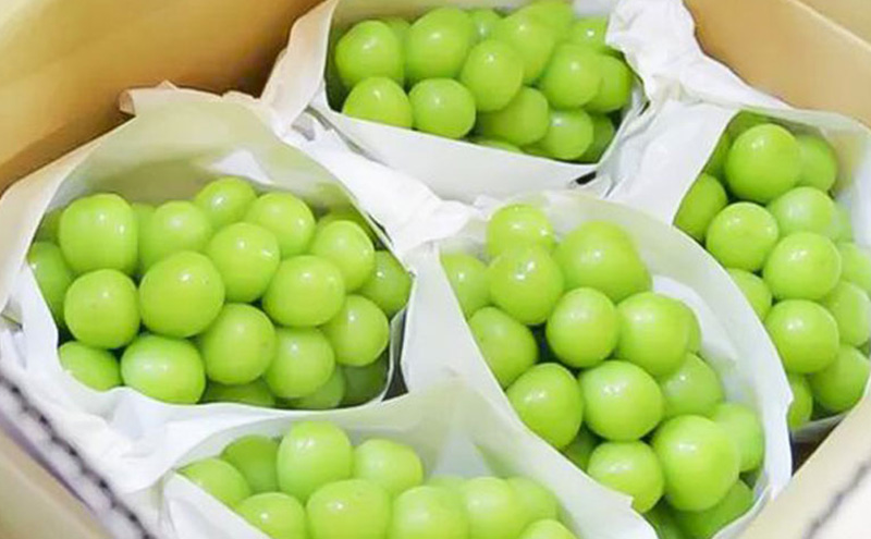 シャインマスカット約2kg(4～5房) マスカット ぶどう 種なし 果物 上田市