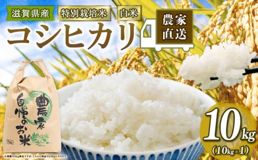 特別栽培米 こしひかり 令和7年産 米 10kg 白米 コシヒカリ 2025年産 国産 農家直送 環境こだわり お試し用 小分け お米 こめ おこめ R7年産 農家直送 産地直送 滋賀県 竜王町