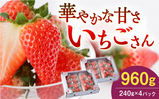 【先行予約 2027年1月～発送】 いちごさん 240g×4パック/ いちご 苺 イチゴ いちごさん フルーツ 果物 甘い あまい  アフター対応 アフターフォロー 期間限定 産地直送 国産 佐賀県産 さがいちご 九州 佐賀県 白石町 【StrawberryFarm-K】  白石 [IBJ011]