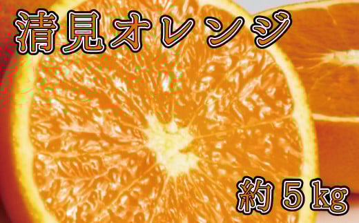 【予約】【ジューシー】清見オレンジ 5kg※2026年3月下旬頃～2026年4月中旬頃に順次発送予定（お届け日指定不可）【uot710-2】