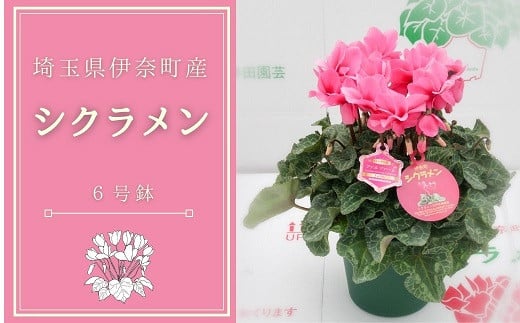 
            生産者直送！丹精込めて栽培されたシクラメン（6号鉢） シクラメン農家直送 戸井田園芸 埼玉県 伊奈町 
          