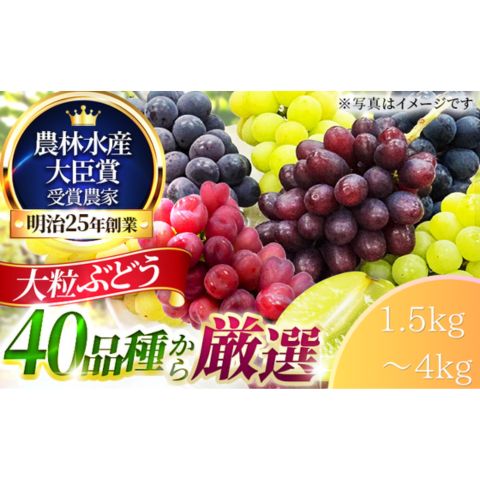 【ふるさと納税】≪選べるサイズ≫大粒品種詰め合わせ((シャインマスカット含む) 1.5 2.0 3.0 4.0サイズ　お届け：2026年7月下旬～8月上旬