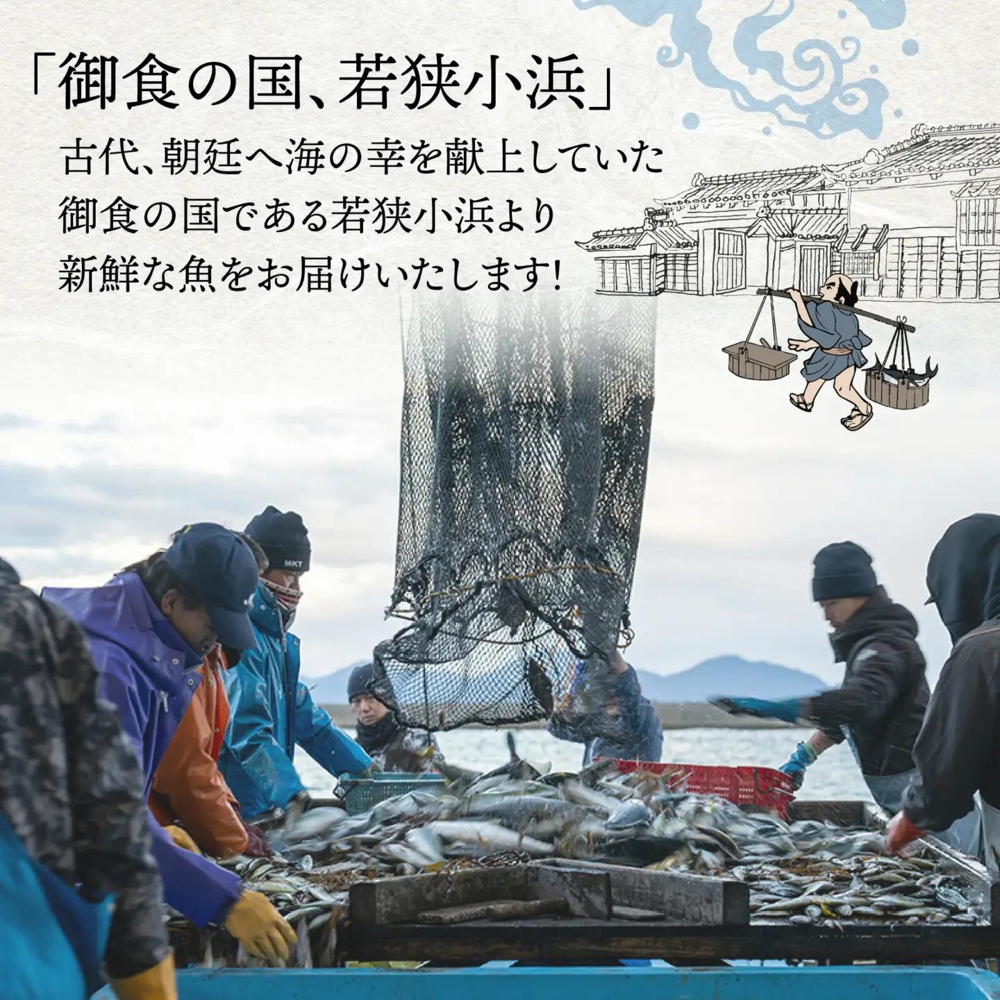 御食の国 若狭小浜より！獲れたて鮮魚BOX｜4から5kg 4から7種【配送不可地域：北海道、北東北（秋田、青森、岩手）、九州、沖縄、離島】 [BFAA060] 