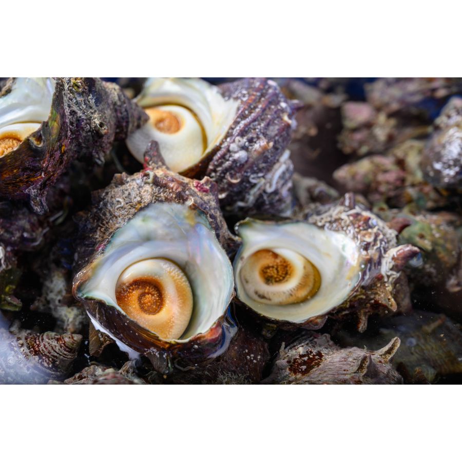 ＜蟹の匠 魚政＞京都産天然サザエ使用「サザエご飯の素」（3合炊用）×3袋