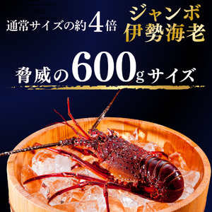 ジャンボ伊勢海老・ジャンボざざえセット[B]　【 伊勢海老 さざえ 】