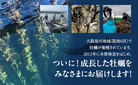 加熱用　生牡蠣殻つき　1kg （約11個～18個）調理方法付き フライングオイスター牡蠣  春木牡蠣養殖共同事業 岸和田市