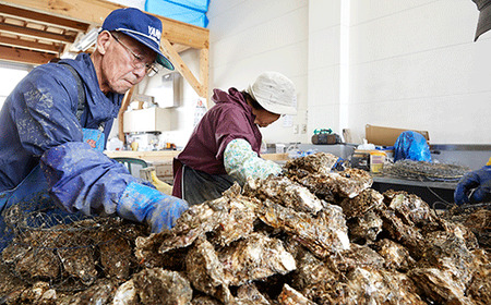 【感謝プラン】 殻付き生牡蠣10個 生食用 三陸産 牡蠣