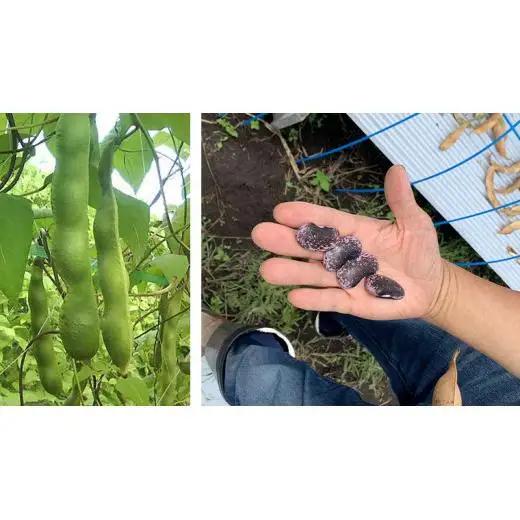 嬬恋村 浅間高原特産【 大粒 】花豆 甘露煮 5袋 数量限定 [AI004tu]