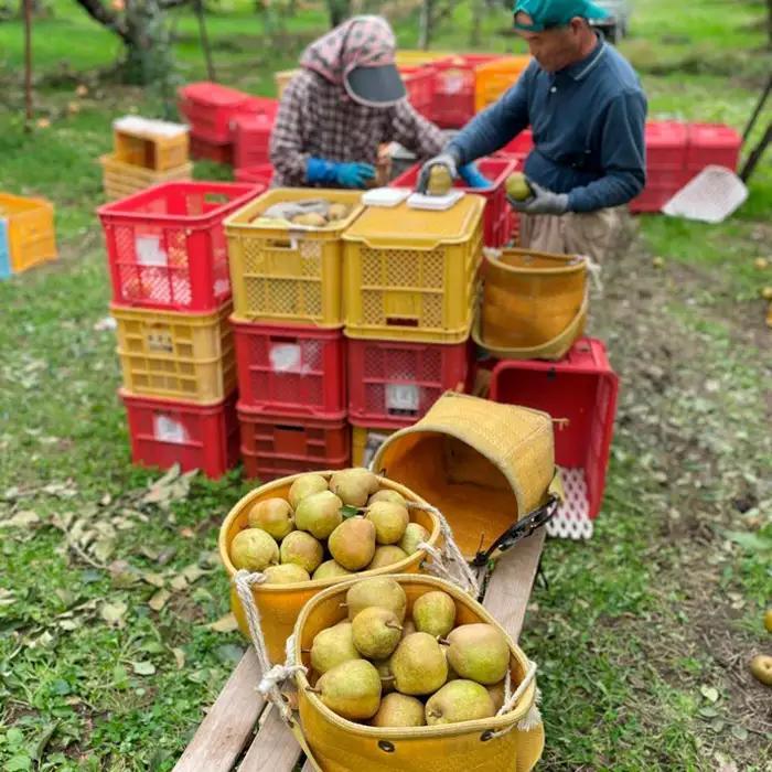 【定期便2回】ふるさとからの贈り物 りんごとラフランス便【令和8年産先行予約】FS23-657