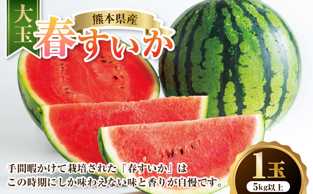 
                  【2027年4月上旬から5月下旬発送】熊本県産 大玉春すいか 1玉 熊本県 果物 くだもの フルーツ 熊本県産 国産 スイカ 西瓜 春スイカ 春すいか 春
                