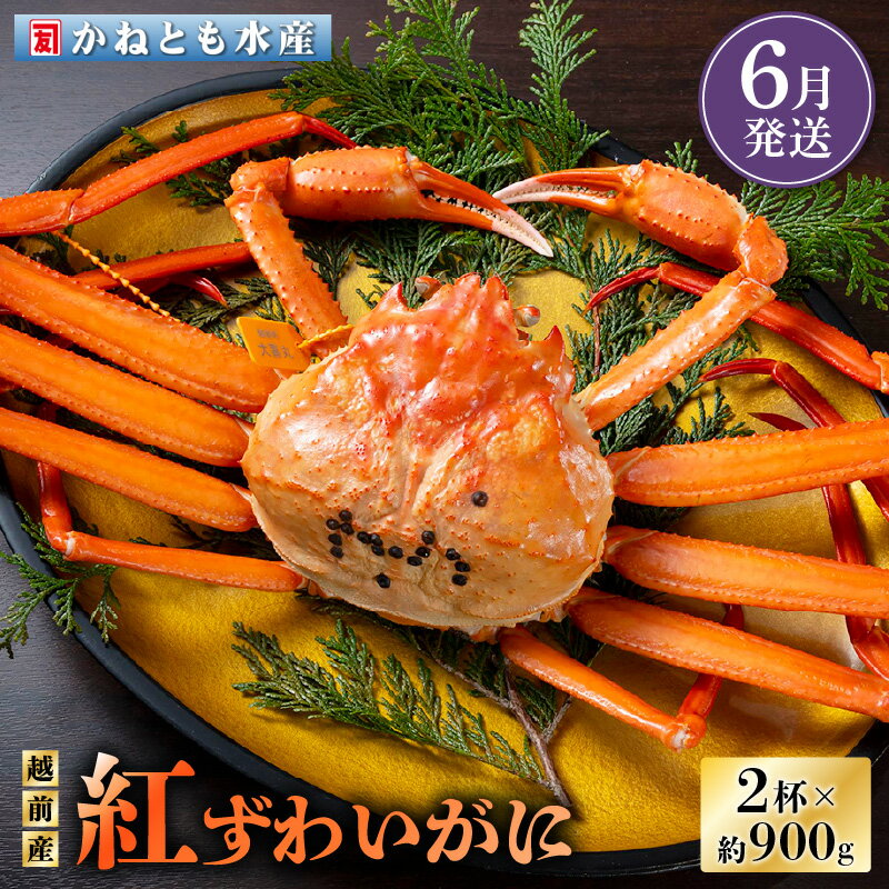 【ふるさと納税】≪浜茹で≫越前産 紅ずわいがに 約900g × 2杯 食べ方しおり付【紅ズワイガニ カニ かに 蟹 姿 ボイル 冷蔵 福井県】【6月発送分】希望日指定不可 [e14-x001_06]