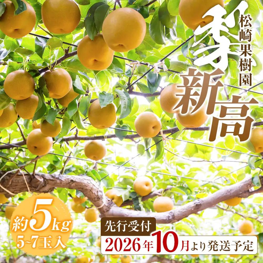 【2026年発送】梨 「新高」約5kg（5～7玉入）【松崎果樹園】 ｜ 梨 