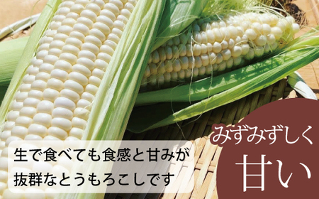2026年予約 ホワイトコーン 有機栽培  無農薬 無化学肥料 北海道 甘い とうもろこし トウモロコシ コーン 北海道産 アサンテファーム 朝採り 朝採れ 新鮮 旬 コーン 数量限定【AO-001】