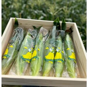 【2026年6月～7月順次発送】とうもろこし 6本 甘々娘(A品) 朝採り スイートコーン【配送不可地域：離島・北海道・沖縄県・東北・中国・四国・九州】【1713797】