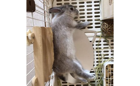 ねこの寝床 Sサイズ ペット 猫 用品 ひんやりマット