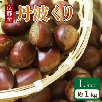 ふるさと納税 京都府 【先行予約・期間限定】　2026年産　京都府産 丹波くり 1kg Lサイズ
