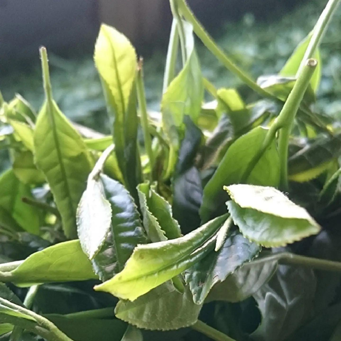 うれしの茶 上撰 100g × 5袋 嬉野茶 緑茶 茶葉 _z-54