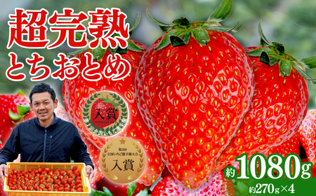 いちご【1月発送】朝採れとちおとめ  レギュラー 計1080g |イチゴ 栃木県 茂木町