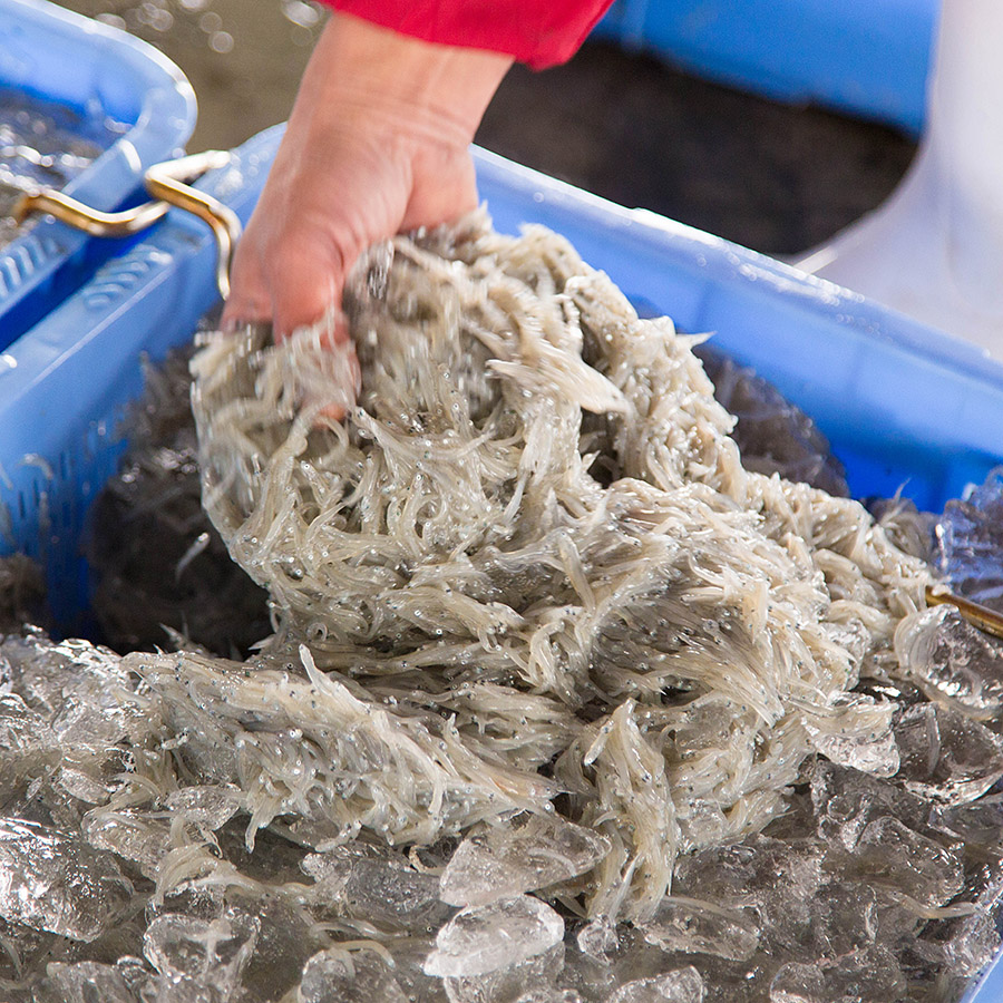 湯浅湾直送！特選釜揚げしらす 1kg