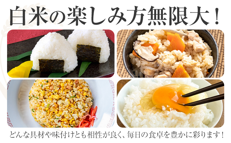 【3ヶ月定期便】熊本県産 肥後米 無洗米 白米 10kg 1袋5kg 米 お米 令和6年産 九州産 熊本県産 ブレンド米 送料無料《お申込み翌月に出荷予定》 無洗米 白米 米---026-3006mo