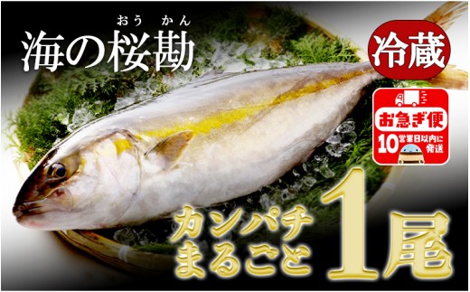 C3-0102／垂水カンパチ『海の桜勘』　まるごと１尾（内臓処理なし）