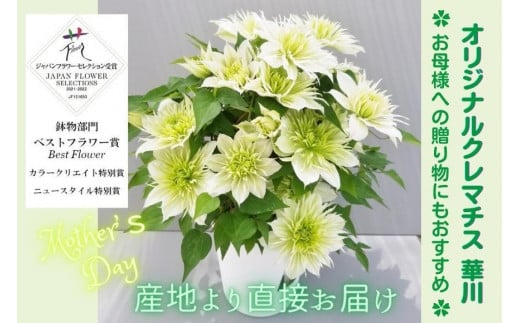 【先行予約】【長谷川園芸】オリジナル クレマチス「華川」〔ベストフラワー賞受賞品種〕５寸【母の日 ギフト プレゼント 贈答 花のある生活】※4月30日～5月6日出荷(AT213)