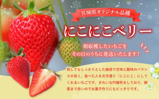 宮城県産いちご「にこにこベリー」約500ｇ（250ｇ×2）