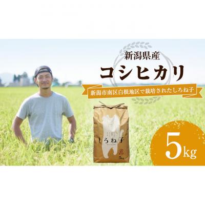 ふるさと納税 新潟市 こしひかり 精米 5kg 新潟産 [54071191]