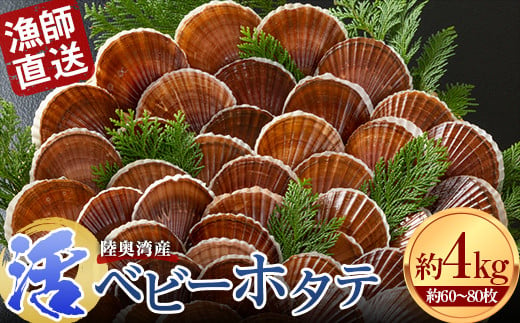 
《期間限定》 漁師直送 活ベビーホタテ (半成貝) 約4kg 【白砂活貝組 琉宝丸】 ホタテ ほたて 帆立 活ホタテ 生ほたて 生ホタテ 刺身 ベビーホタテ 海鮮 新鮮 貝 貝柱 殻付き 魚介 青森 青森県 東北 むつ湾 陸奥湾 BBQ バーベキュー キャンプ F21J-188
