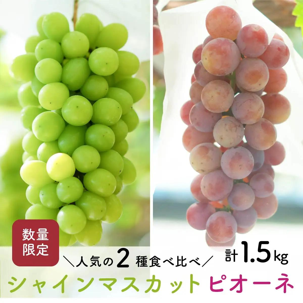 【先行予約・2026年9月】シャインマスカット＆ピオーネ 食べ比べセット 約1.5kg｜数量限定・農家直送