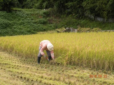 AJ6【令和5年産】播州コシヒカリ　「飯見の郷」　玄米15kg