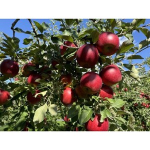 クセになる酸味、お菓子作りに良し!生食でも良し!青森県産　紅玉(こうぎょく)　【贈答用】約3キロ【配送不可地域：離島】【1553351】