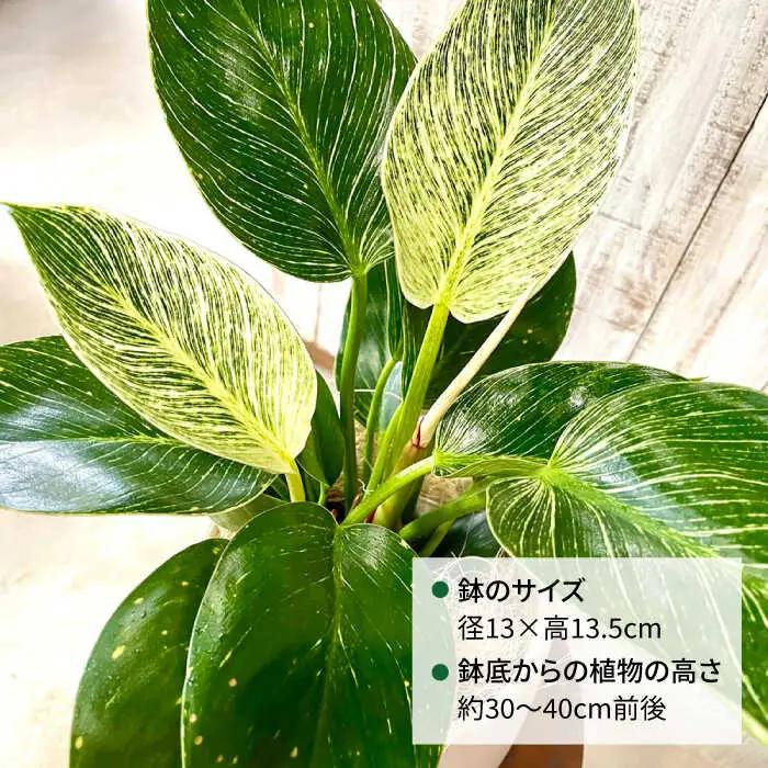 【お中元対象】グリーンとホワイトのコントラストが美しい『 フィロデンドロン ・ バーキン 』 糸島市  / cocoha 観葉植物 [AWB032]
