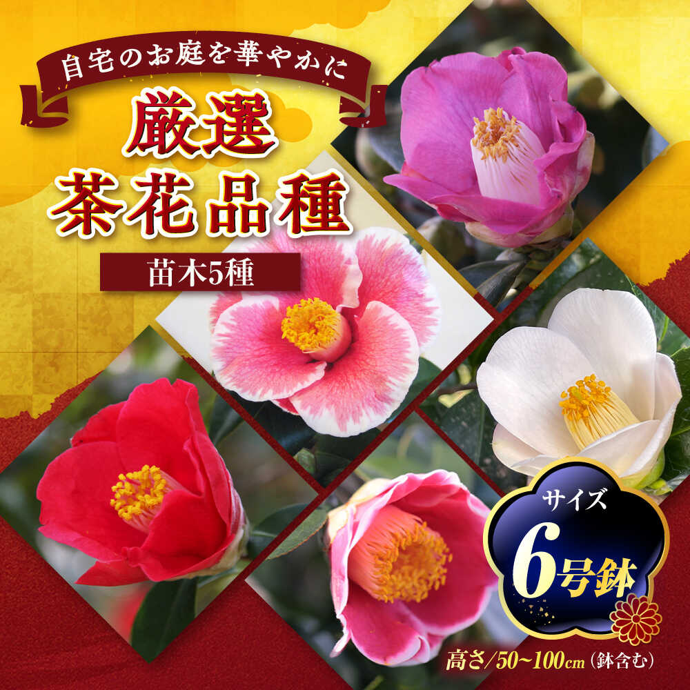 【ふるさと納税】椿 厳選茶花品種 6号鉢 苗木 5種セット / 植物 椿 花 苗 鉢植え / 稲沢市 / 椿園株式会社[BMBI011]