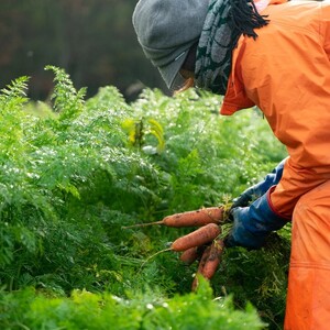 【先行予約（2026年12月上旬～順次発送）】＜てんとうむしばたけ＞有機にんじん5kg