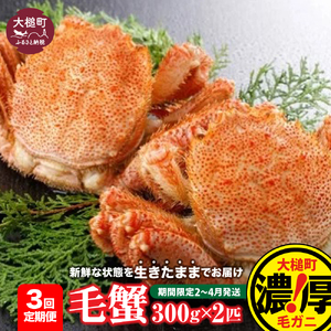【令和9年発送先行予約】【3回定期便】三陸産 活毛ガニ 300g相当×2杯【08】 【期間限定2027年2月～4月発送】