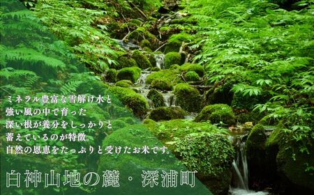 【令和8年産　新米】青森ブランド米 はれわたり 玄米 1袋 5kg [fu-0024-002]