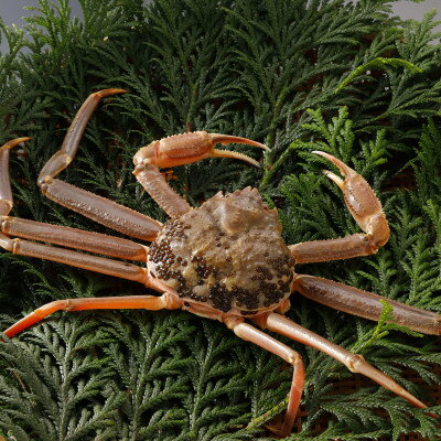 【ふるさと納税】【先行予約】鳥取県産 訳あり 活 松葉がに 900g×2杯(中村商店)2026年1月末より順次発送【配送不可地域：離島・北海道・沖縄県・東北・信越、北陸】【1692911】