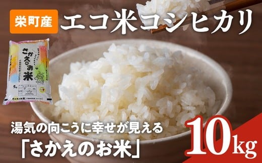 令和7年産米（数量限定）ちばエコ認定米 栄町産 コシヒカリ10kg（5kg袋×2） 長谷川農園｜令和7年産 白米 新米 精米 お米 コメ ごはん お弁当 おにぎり 人気 おすすめ ※沖縄・離島への配送不可 ※2025年10月下旬頃より順次発送予定 26-2