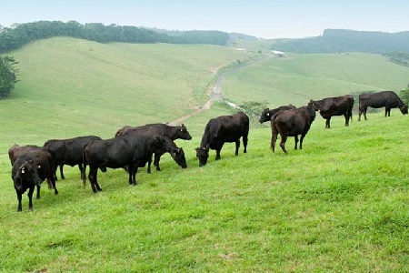 076-17 A5等級鹿児島県産黒毛和牛しゃぶしゃぶすき焼用厳選部位400g