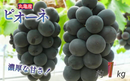 【先行予約】 凝縮された濃厚な甘み！ ピオーネ 約1kg 2-3房入 種なし 冷蔵 配送 ぶどう 葡萄 ブドウ フルーツ 果物 くだもの デザート 果実 美味しい 人気果物 人気フルーツ 旬のフルーツ 旬の果物 ふるさと納税ぶどう ふるさと納税ピオーネ 香川県 丸亀市