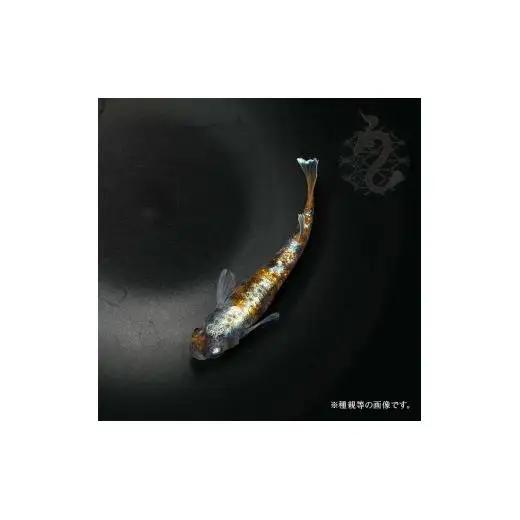 メダカ「朱光菊（Aクラス）」3ペア