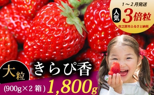 【1～2月発送】 きらぴ香 超大粒 1800g いちご 冷蔵発送 きらぴか 苺 イチゴ 2箱 ゆりかーご 土耕栽培 フルーツ 果物 スイーツ デザート 朝摘み ストロベリー おやつ 完熟 直送 ギフト 家庭用 贈答用 贈答 ギフト 贈り物 甘い ブランド ジャム アレンジ 農家直送 ベリー 産地直送 国産 おすすめ 森木農園 静岡県 牧之原市 ~土耕栽培だから濃くて甘い!~