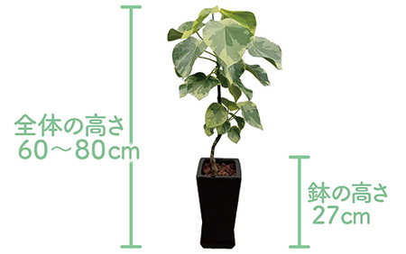 2026年9月上旬～発送 観葉植物 ラブリィハート 60cm～80cm【農林水産省 品種登録】T&P 055-1496 観葉植物