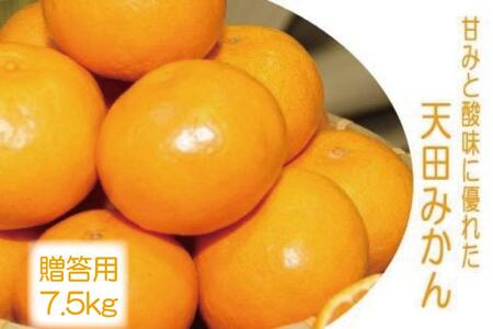 先行予約【2026年11月下旬より発送】濃厚温州みかん贈答用7.5kg（和歌山天田みかん）みかんの産地和歌山　北村農園直送